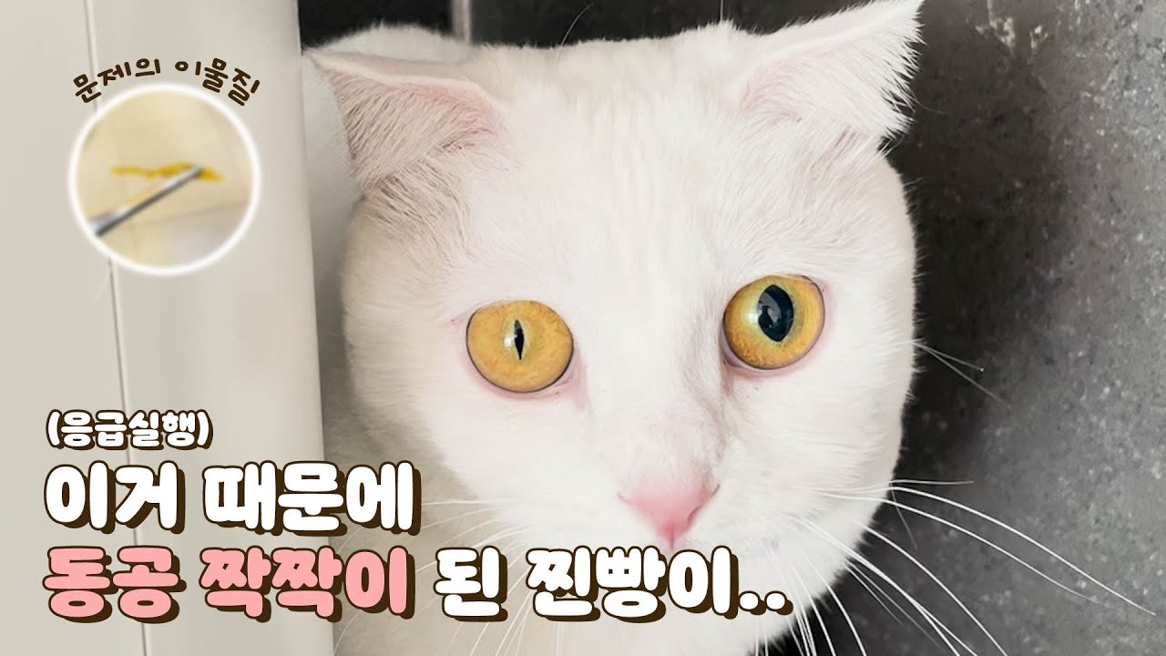 집사야... 내 눈이 왜 이래..?? o_O
