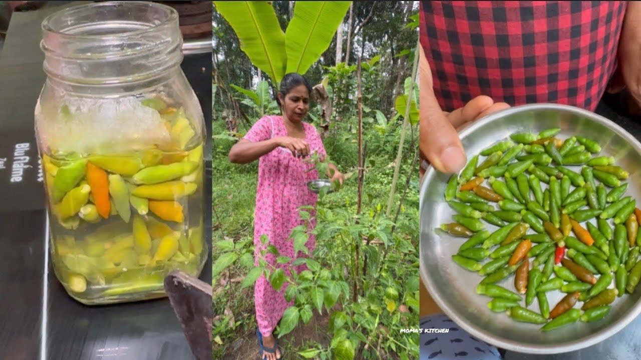 അപ്പയ്ക്കിഷ്ടമാണെന്ന് പറഞ്ഞപ്പോ അമ്മ വേറൊന്നും നോക്കിയില്ല😃പറമ്പീന്ന്‌ പറിച്ചെടുത്ത് വന്നത് കണ്ടോ😋👇