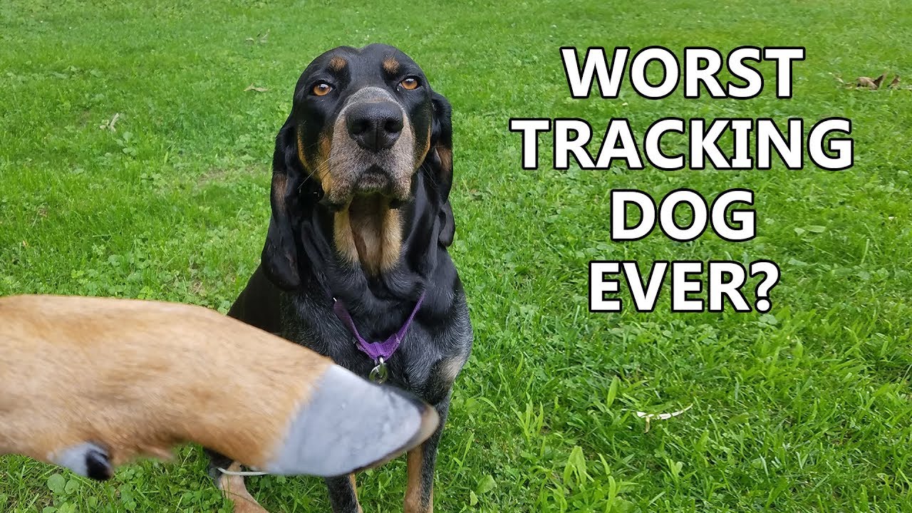 Training A Deer Tracking Dog - The Callie Chronicles