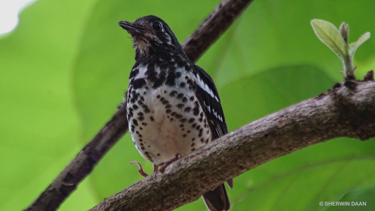 BIRDS OF THE PHILIPPINES PART 1