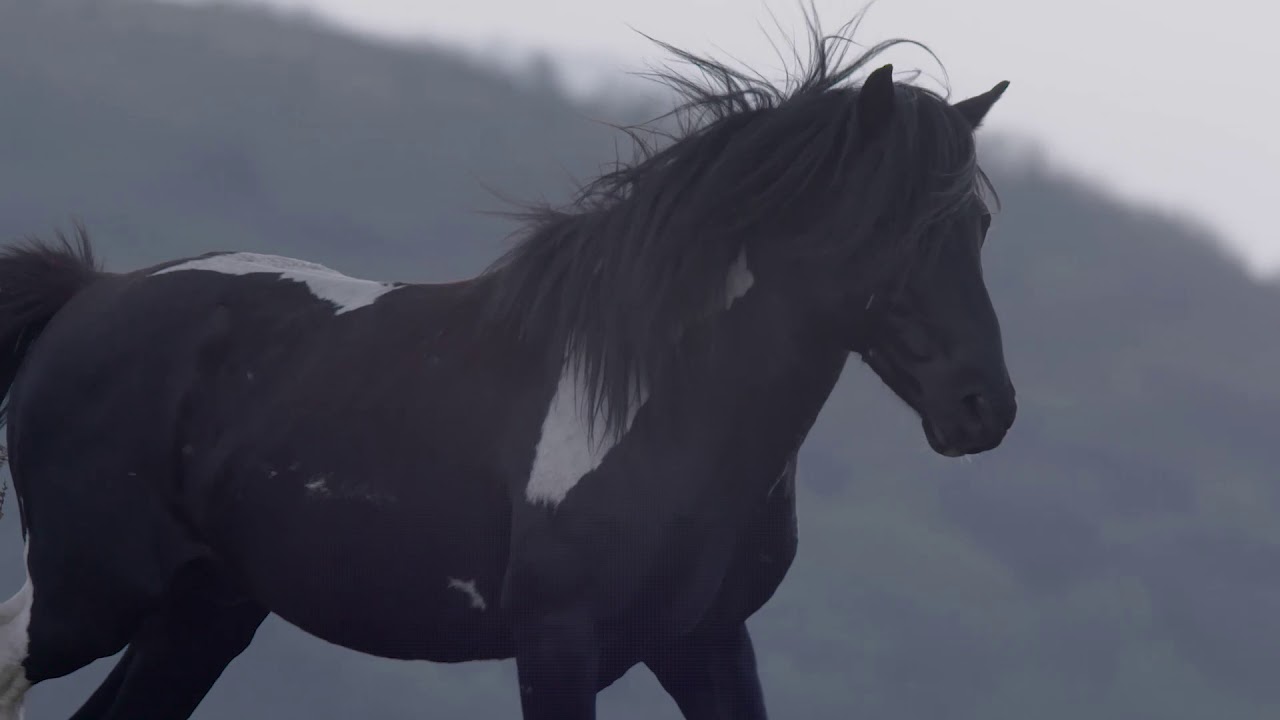 Trailer Wild Pottoka horses