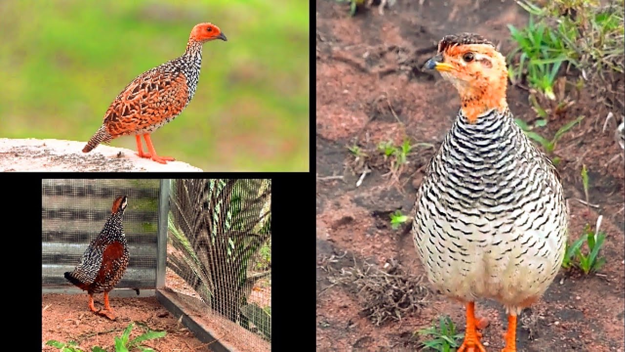 Types of Black Partridge Francolin kala tetar ki nasal Part 2