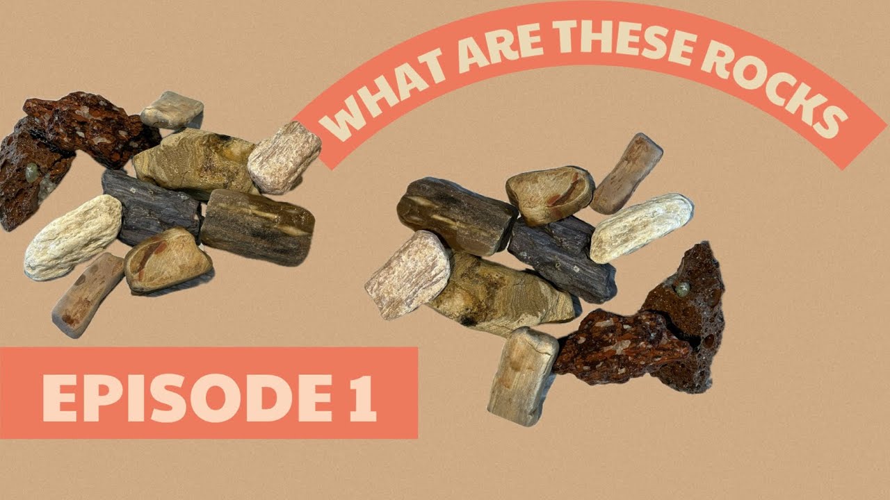 IDENTIFYING NATURE 💎NEW SERIES EPI 1, “PETRIFIED WOOD”🪵 