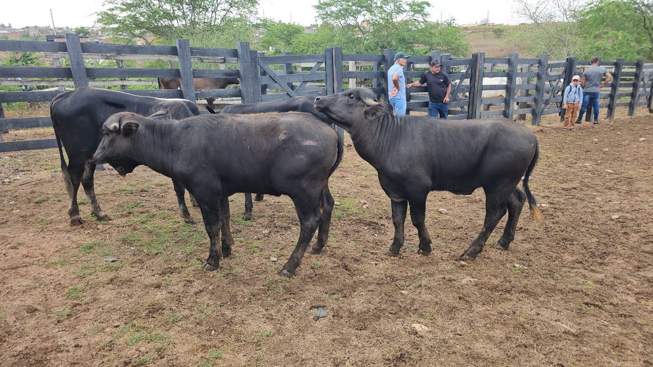 Feira do gado em Arapiraca Al, dia 09/02/2026.