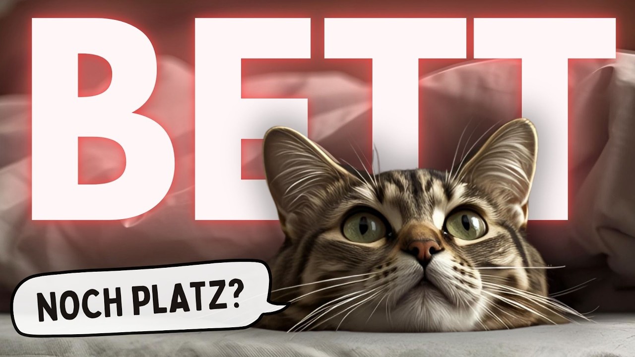 Warum Katzen immer bei uns im Bett schlafen sollten
