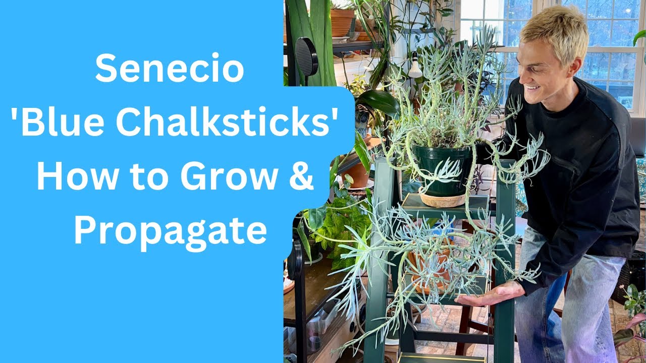 Senecio mandraliscae 'Blue Chalksticks' - How to Grow & Propagate