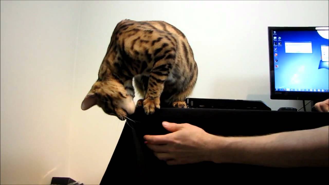 Playing With Bengal Cat Rumble In My Computer Room Linus Cat Tips