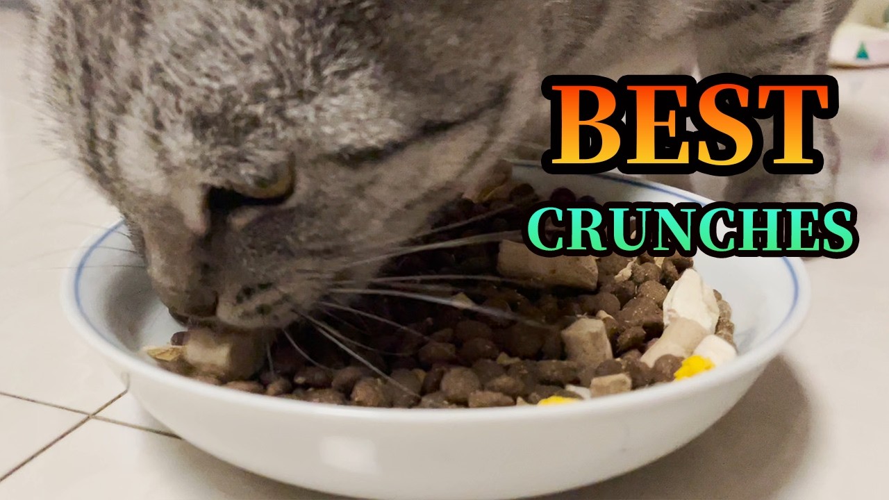 This Pretty White Tabby is a HUNGRY Monster! 😱 Eating ASMR