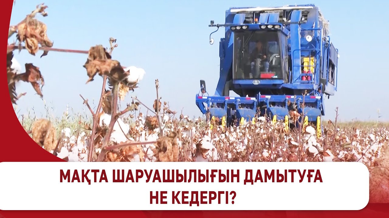 Мақта шаруашылығын дамытуға не кедергі?