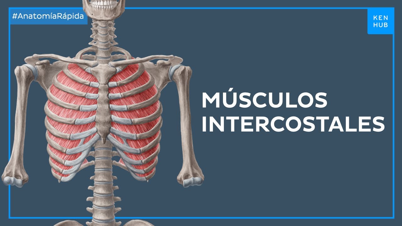 Músculos intercostales - Anatomía Fácil | Kenhub