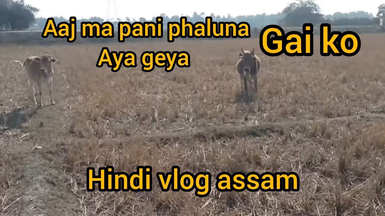 Gai Pani Ka Liaheya Taraj Raha Tha ♥️🇮🇳 । 