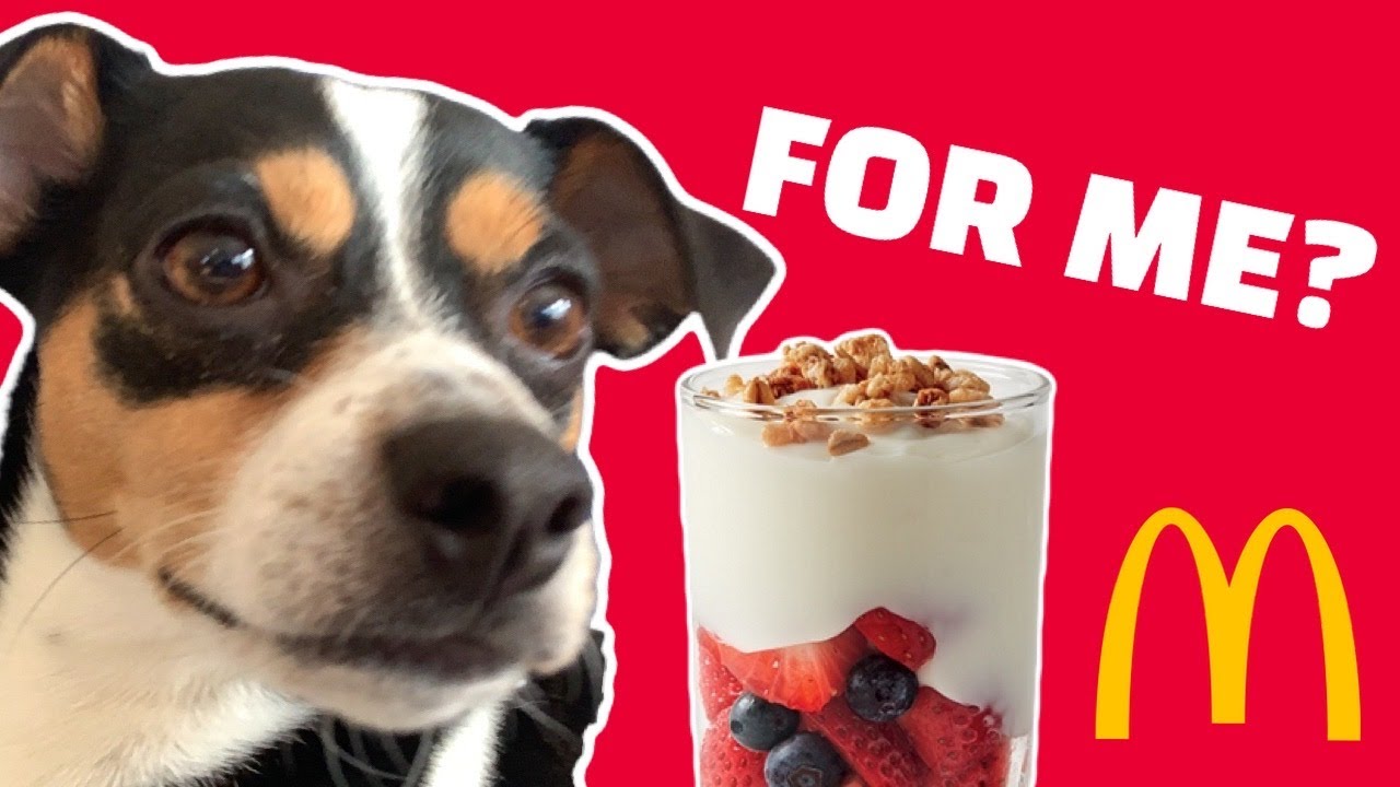 DOG TRIES MCDONALDS FRUIT 'N YOGURT PARFAIT WITH CRUNCHY GRANOLA | ASMR EATING SOUNDS