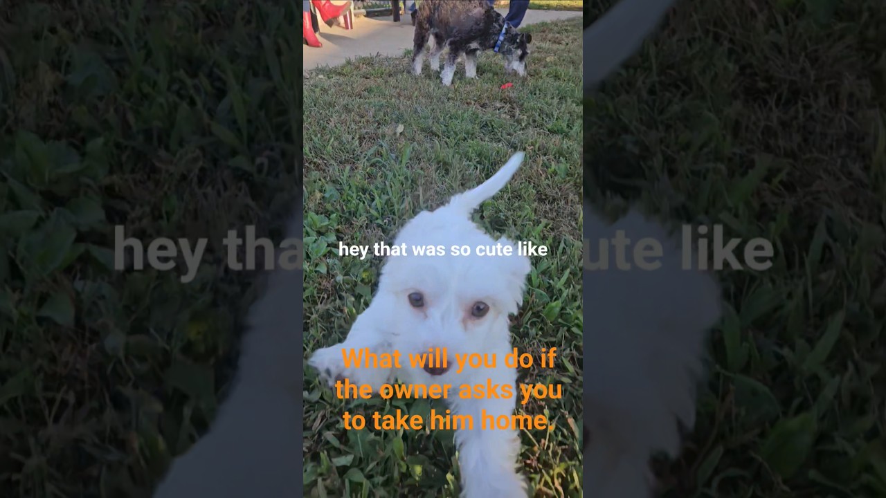 &ldquo;Cutest Puppy I Met at the Dog Park 🐶💕 | Instant Best Friend!&rdquo;
