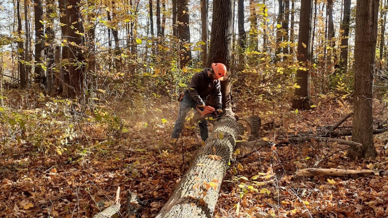 Husqvarna 460 Rancher bucking Firewood