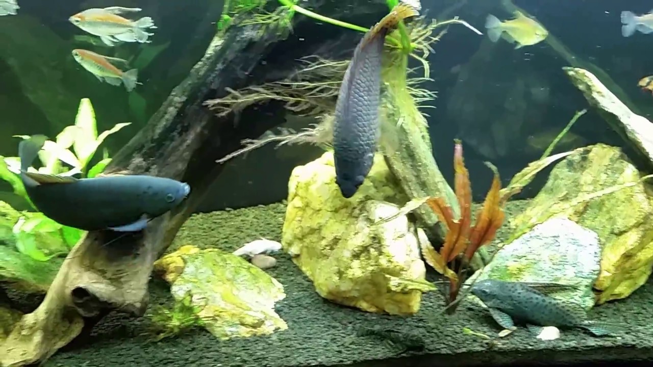 Fishocalypse! This Time It's A Dead Congo Tetra