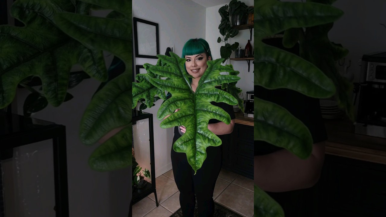 Alocasia Jacklyn #alocasia #plants #houseplants #plantcollection #shorts #plantlover