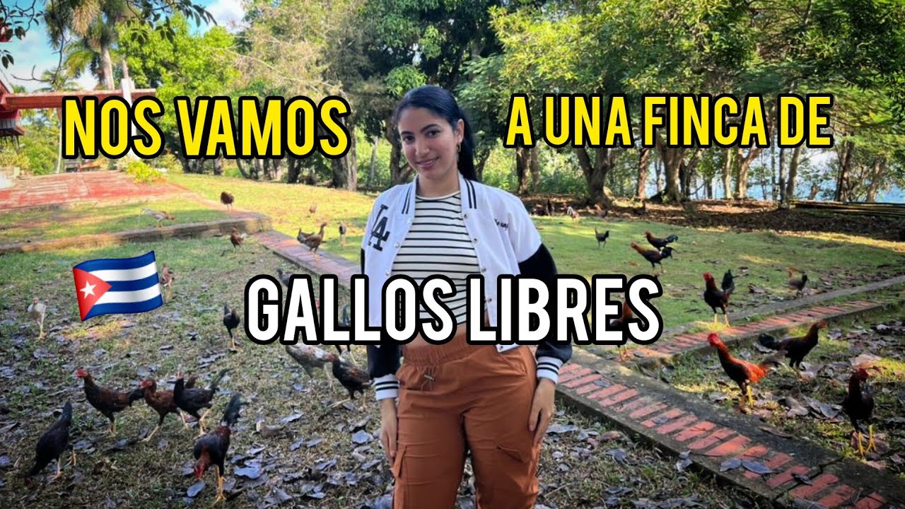 NOS VAMOS A UNA FINCA DE GALLOS LIBRES.