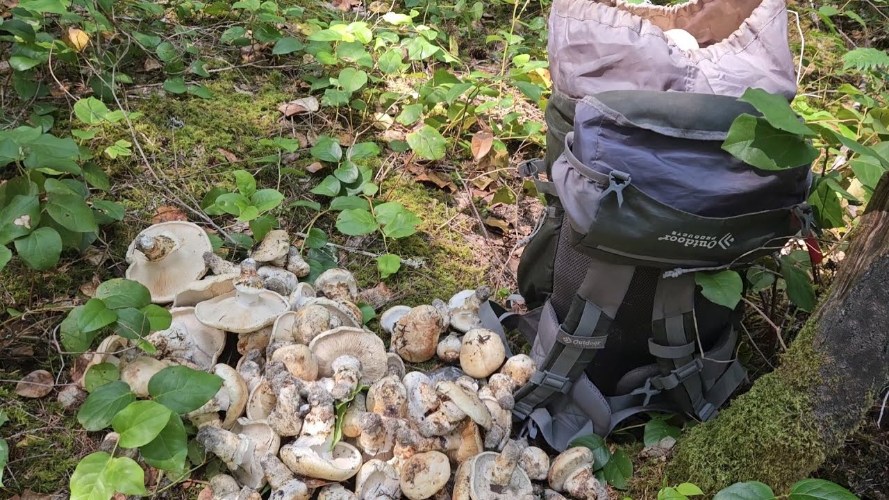 PINE Mushrooms Foraging on the 4th of JULY. 😲 (PT.2) 🎆 🎇