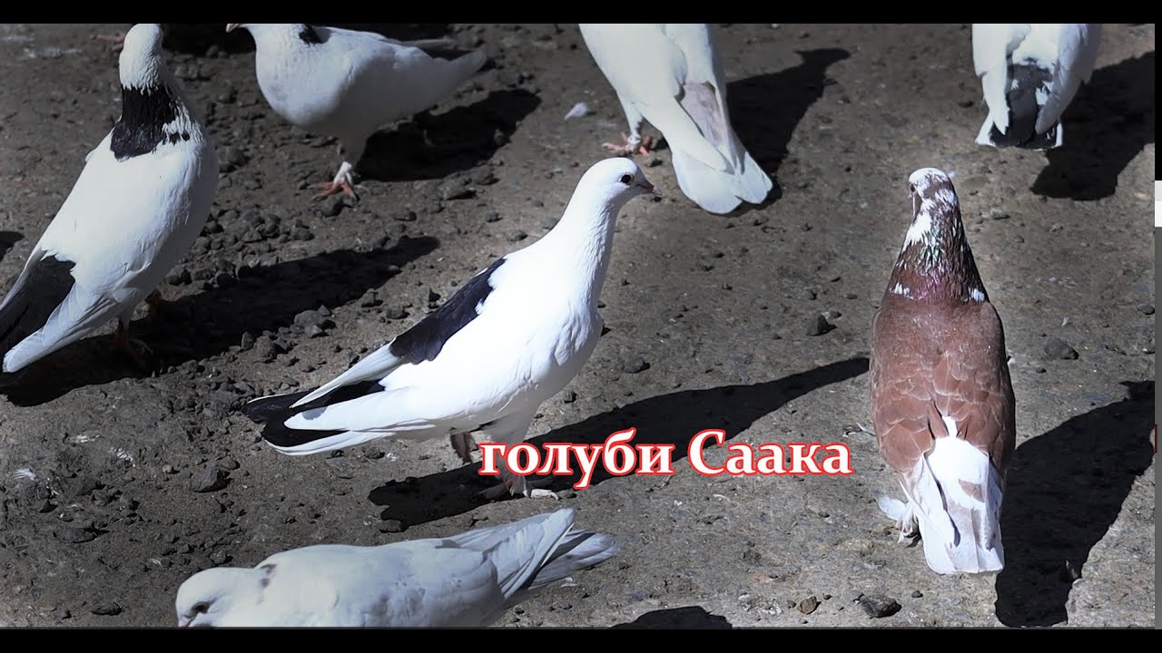 В ГОСТЯХ У СААКА 100 ГОЛУБЕЙ В НЕБЕ
