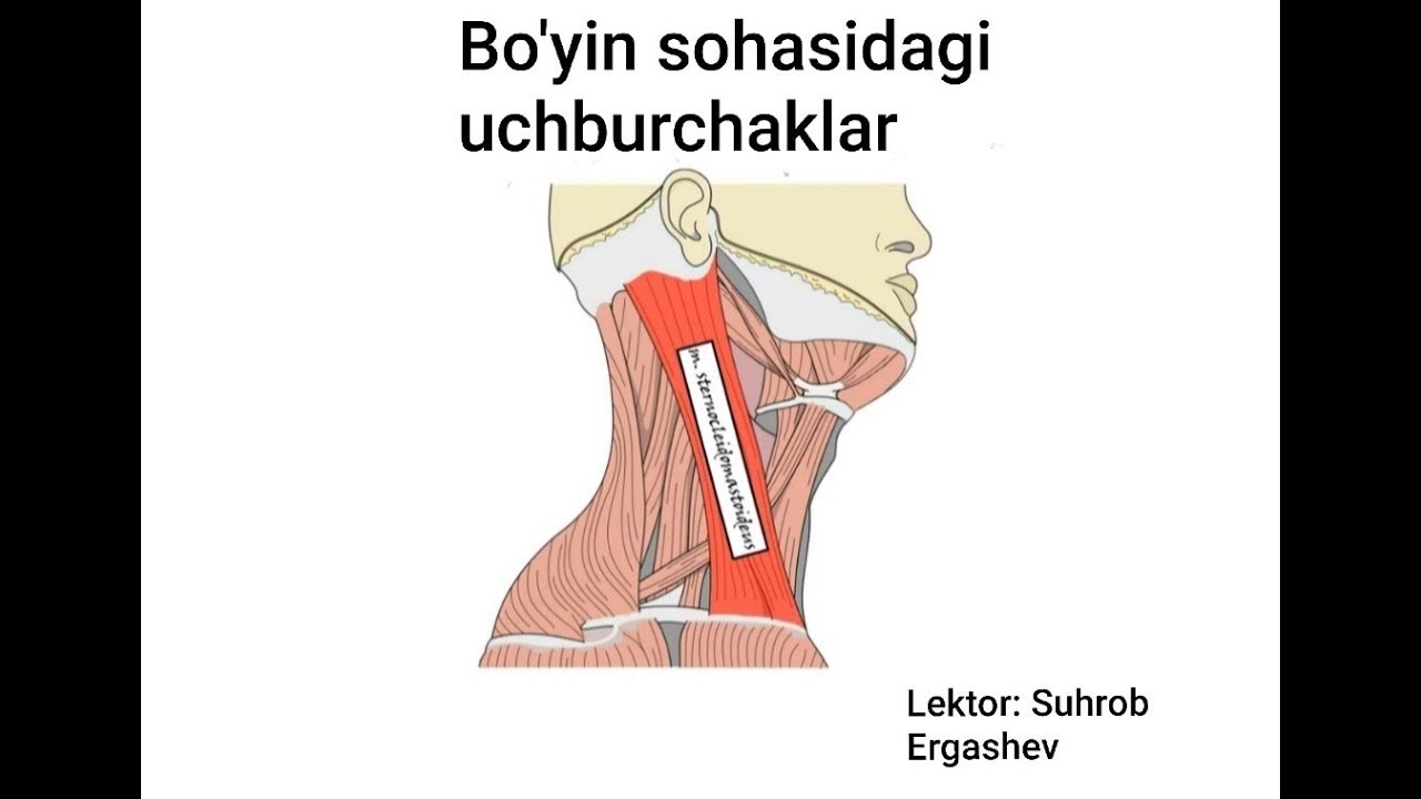 Bo'yin sohasidagi uchburchaklar topografiyasi