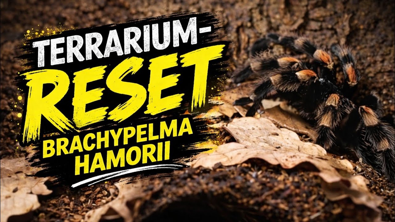 B. hamorii Terrarium von Grund auf neu – Start meines Neuaufbau‑Tests