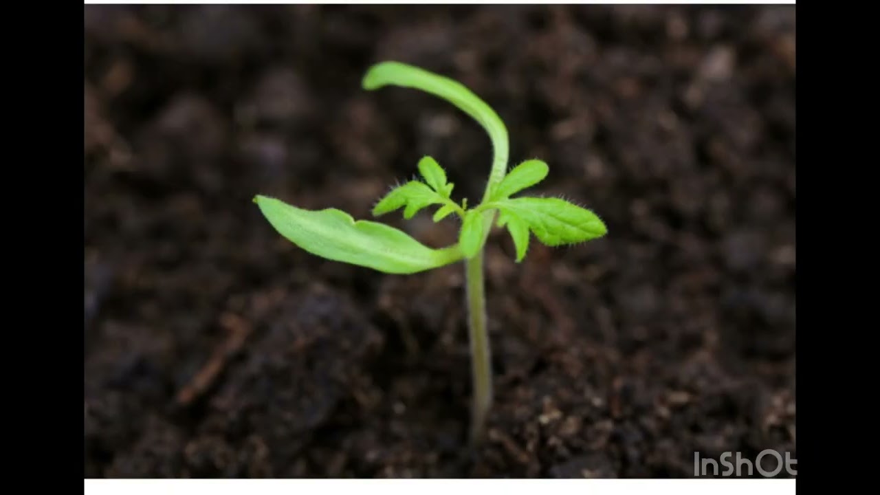 KUPHA MAKWACHA NDI ULIMI WA TOMATO PART 1