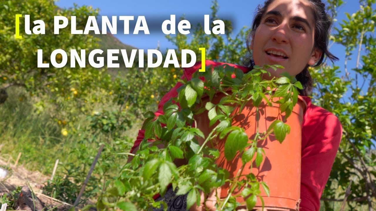 Conoce el JIAOGULAN 🌿[CULTIVO y USOS Medicinales]