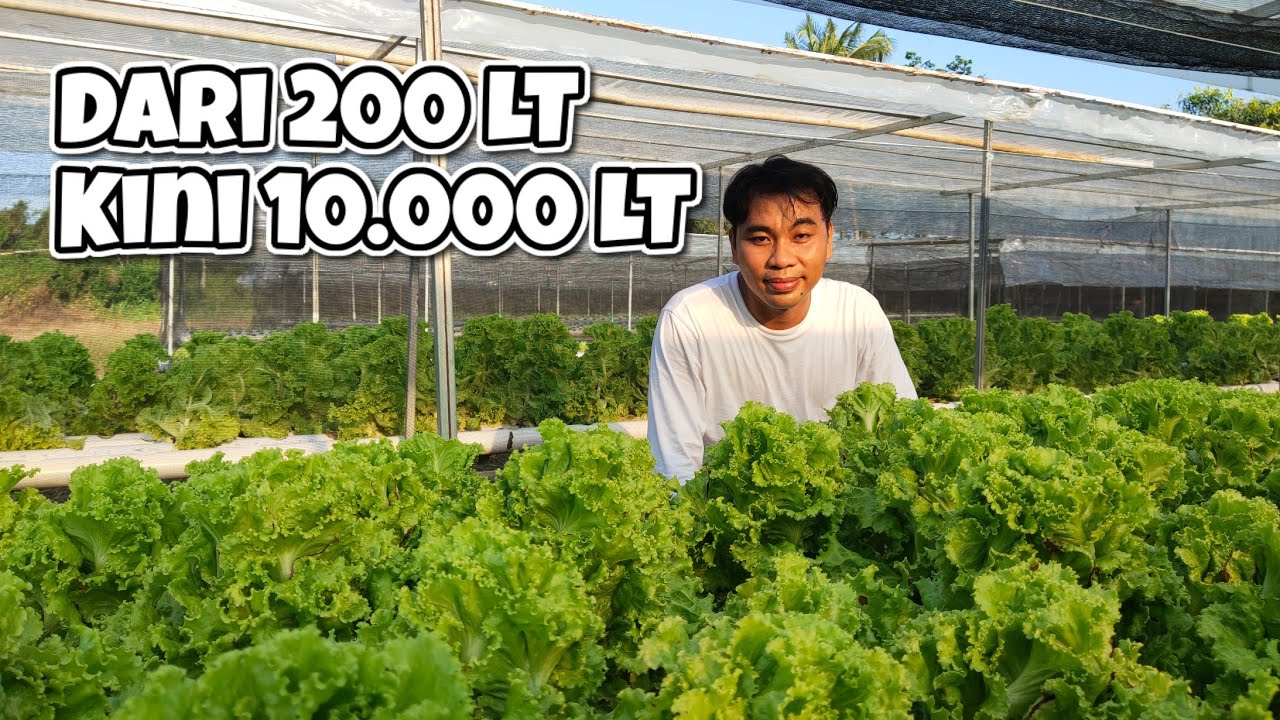 BARU BERHIDROPONIK, LANGSUNG BIKIN SKALA INDUSTRI 10.000 LUBANG TANAM