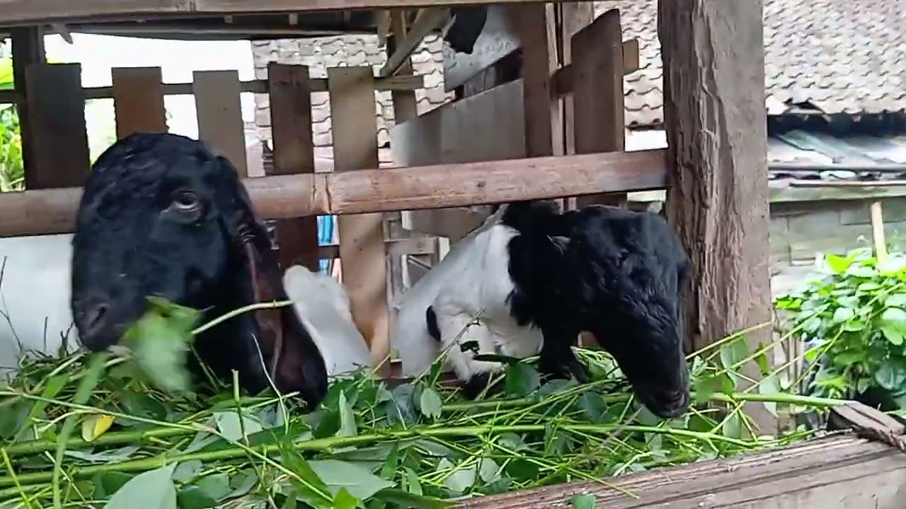 KAMBING JAWA RANDU MAKAN RUMPUT SAWAHAN SANGAT DOKOOH SEKALI