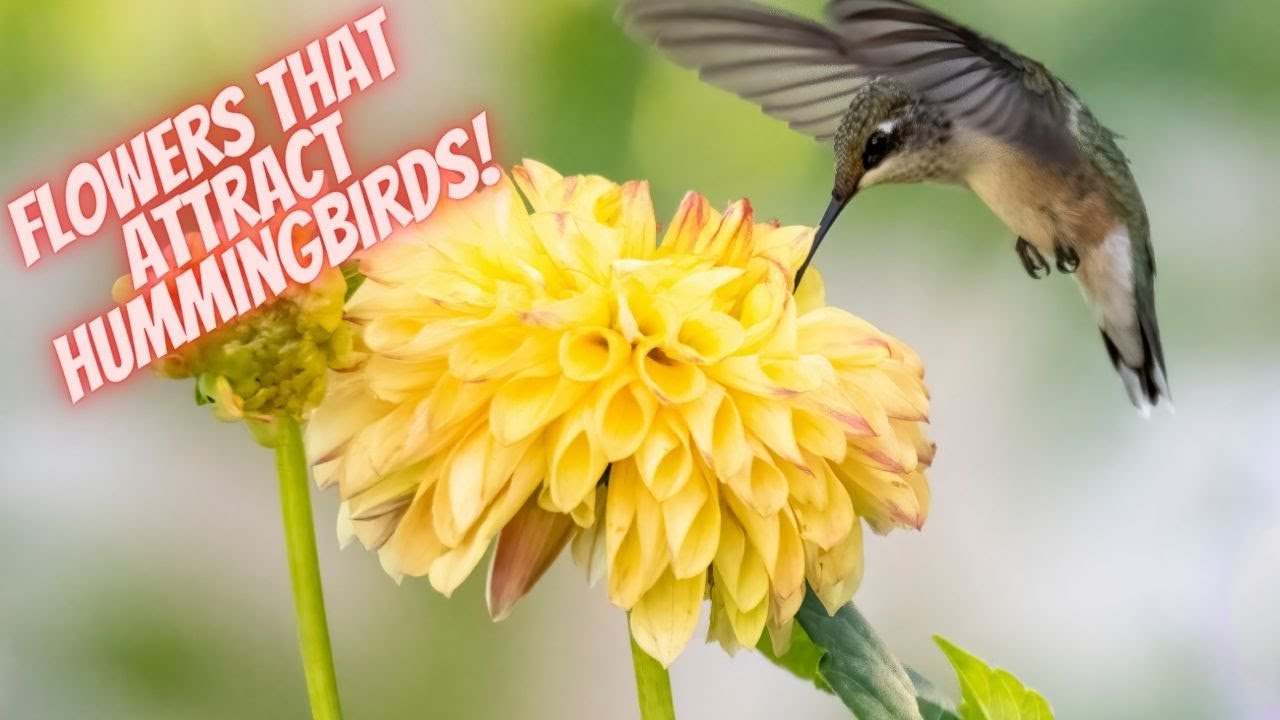 How to Attract Hummingbirds | Attract Dozens of Hummingbirds With These Plants!