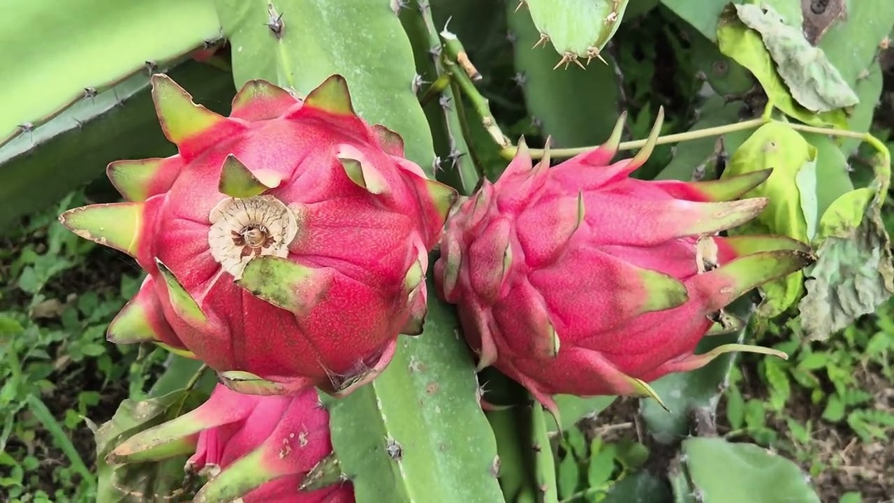 Producción del Cultivo de Pitahaya en La Concepción, departamento de Masaya #CulturAgroTV #INTA