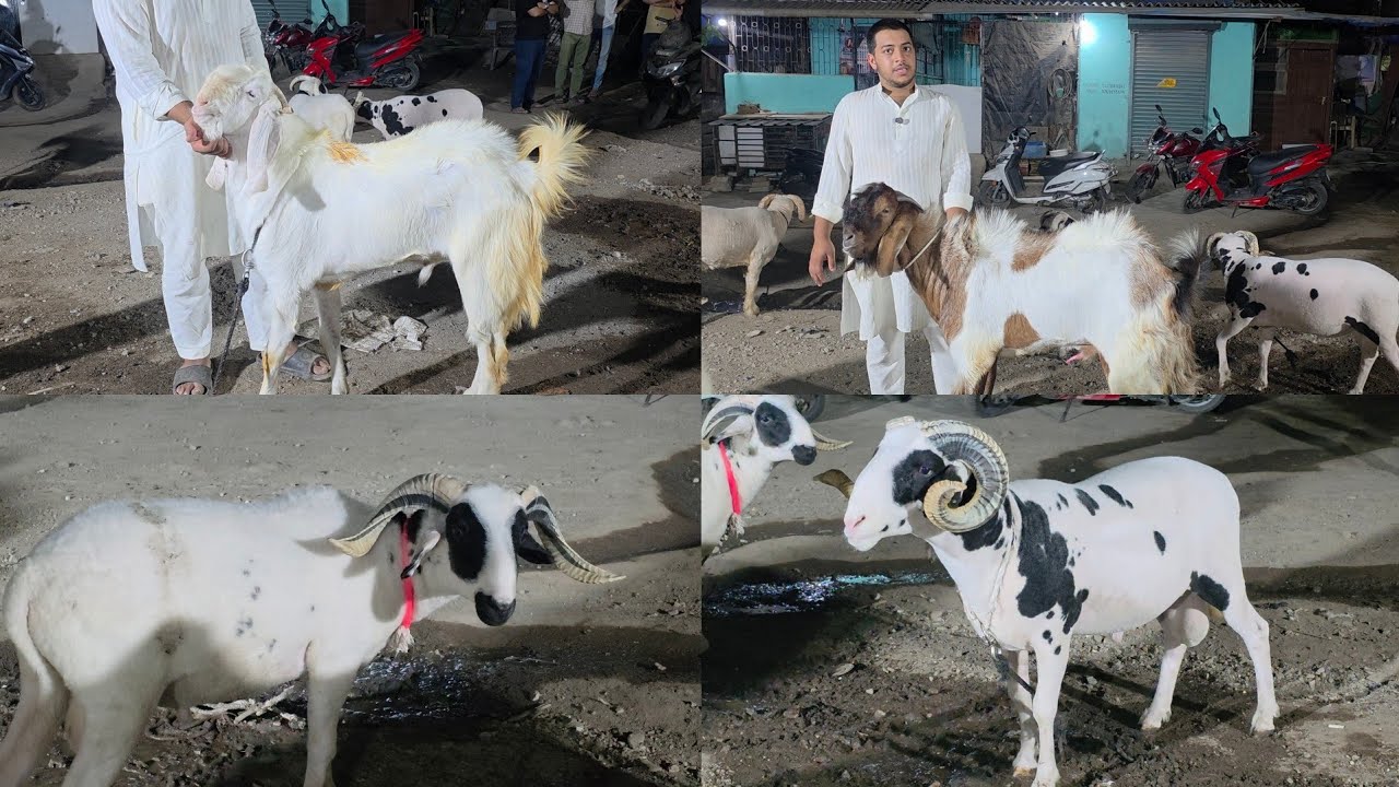 Palehue Bakre Aur Full Set Mende | Kabra King Ibrahim Goat Farm Kalyan City Mumbai. 