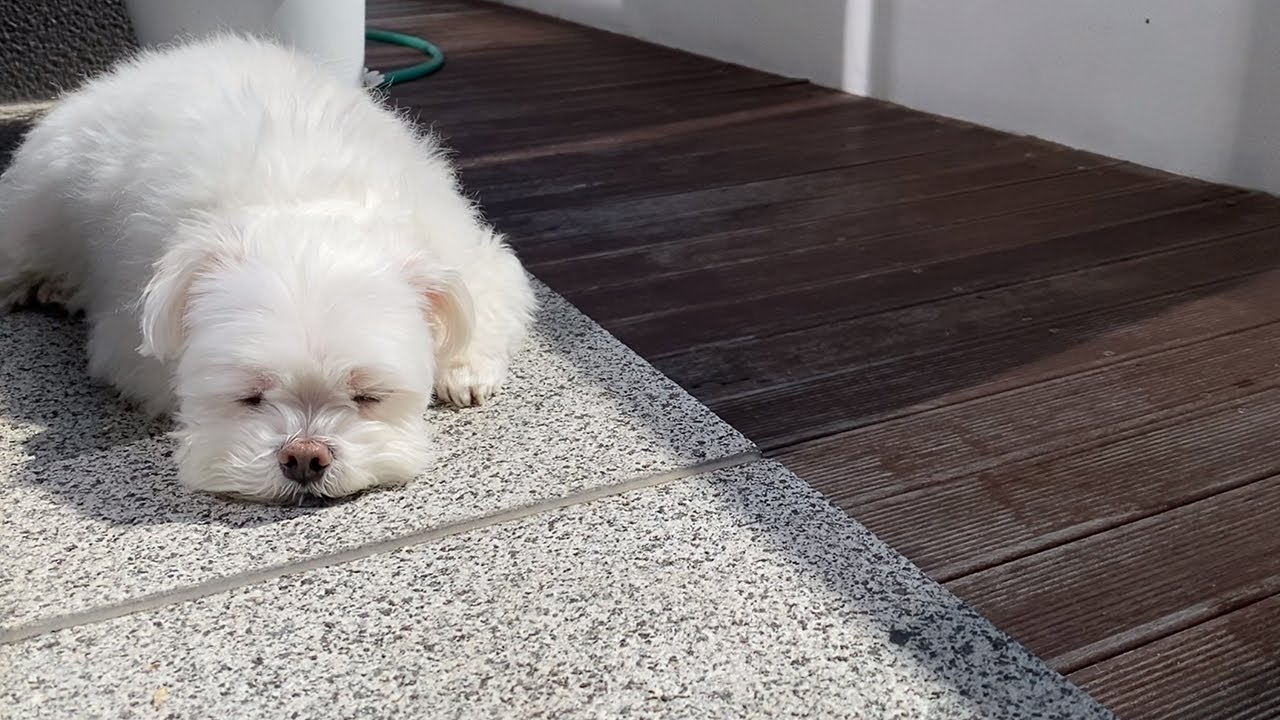 일광욕 좋아하는 재롱이