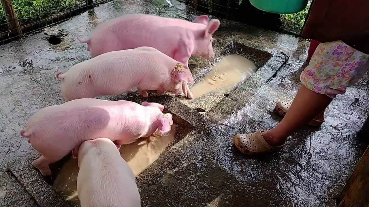 Pigs in the Farm 
