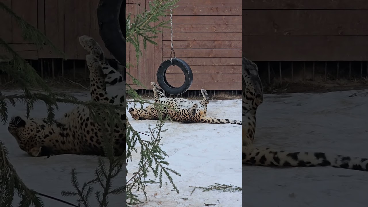 Леопард Хасан во всей красе. ПАРК ЗЕМЛЯ ПРАЙДА 🌿