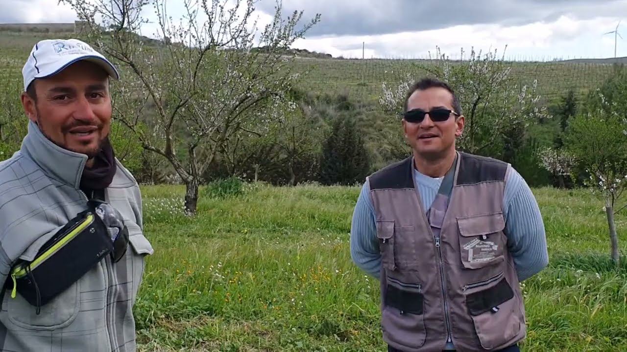 POTATURA DI RIFORMA DEL MANDORLO CON I F.LLI TOSCANO BUTERA (CL)