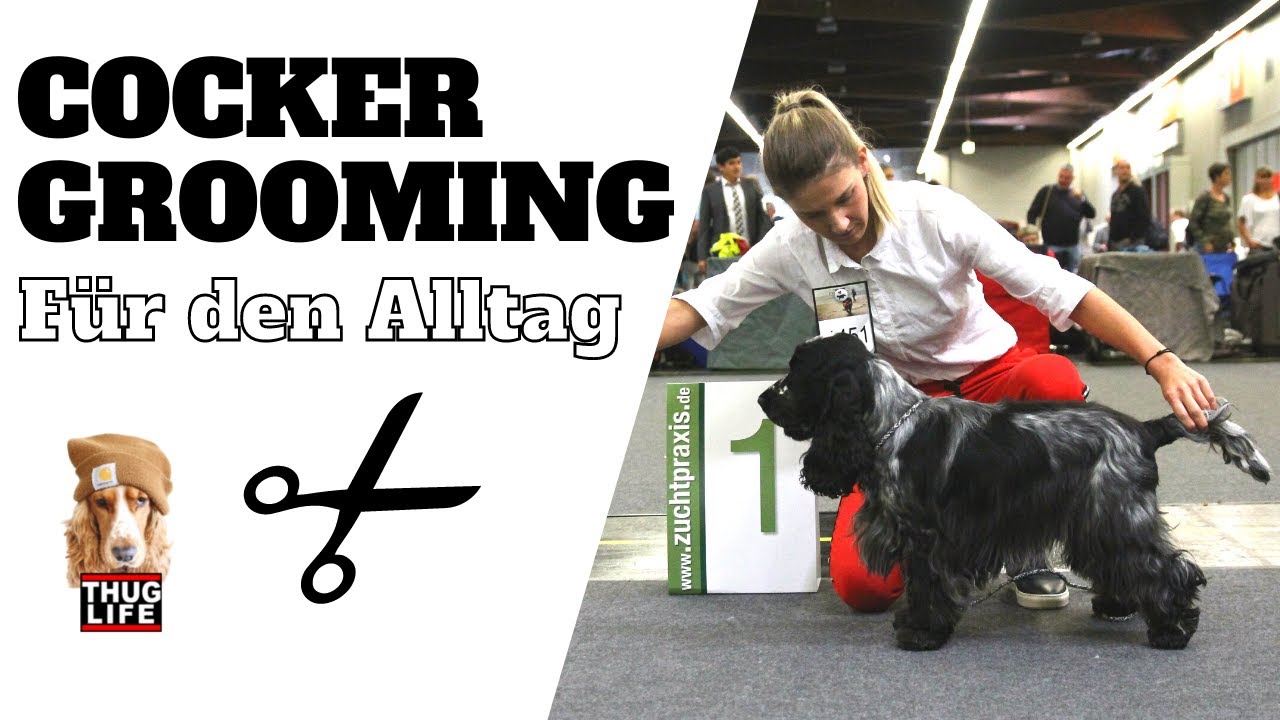 Cocker Fellpflege - alltagstauglich