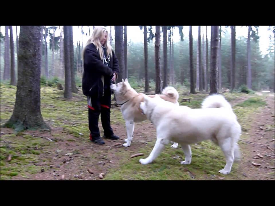 Akita inu    Procházka Třemošná a Obora 1  3  2015