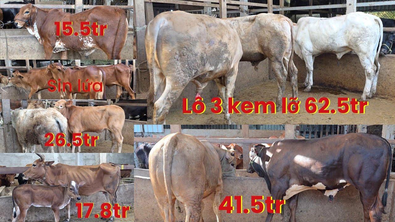 21/1 cặp đực jem 26.5tr.me con 17.8tr.bò lứa sin cái đẹp.vv.. sđt:0383073270