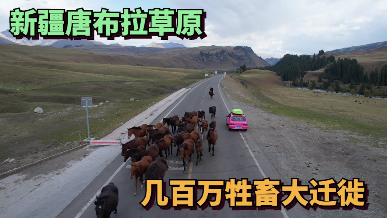 新疆唐布拉草原，我们遇见了几百万只迁徙的牲畜 | Migration of Millions of Livestock in Xinjiang
