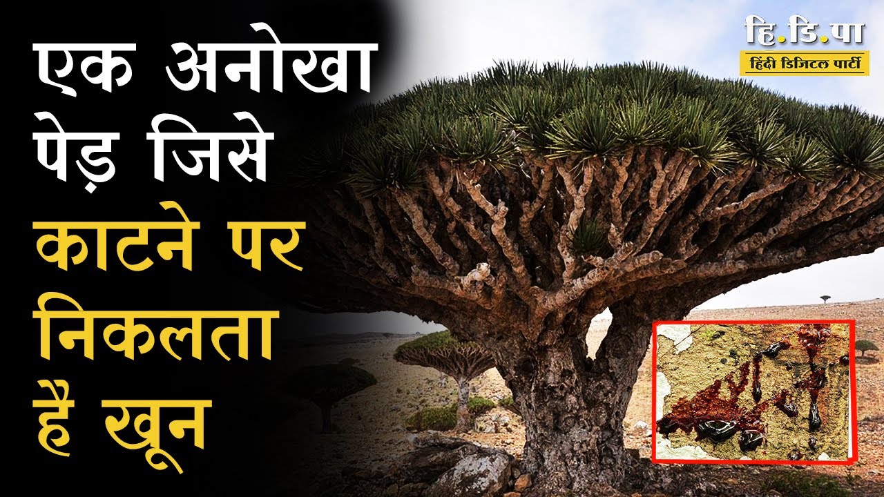 यमन का Dragon Blood Tree | Socotra Dragon Tree | hidipa