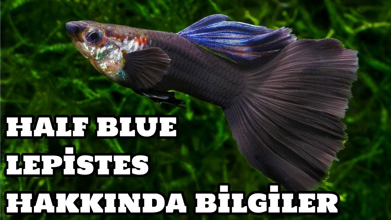 Half Blue Lepistes Hakkında Bilgiler