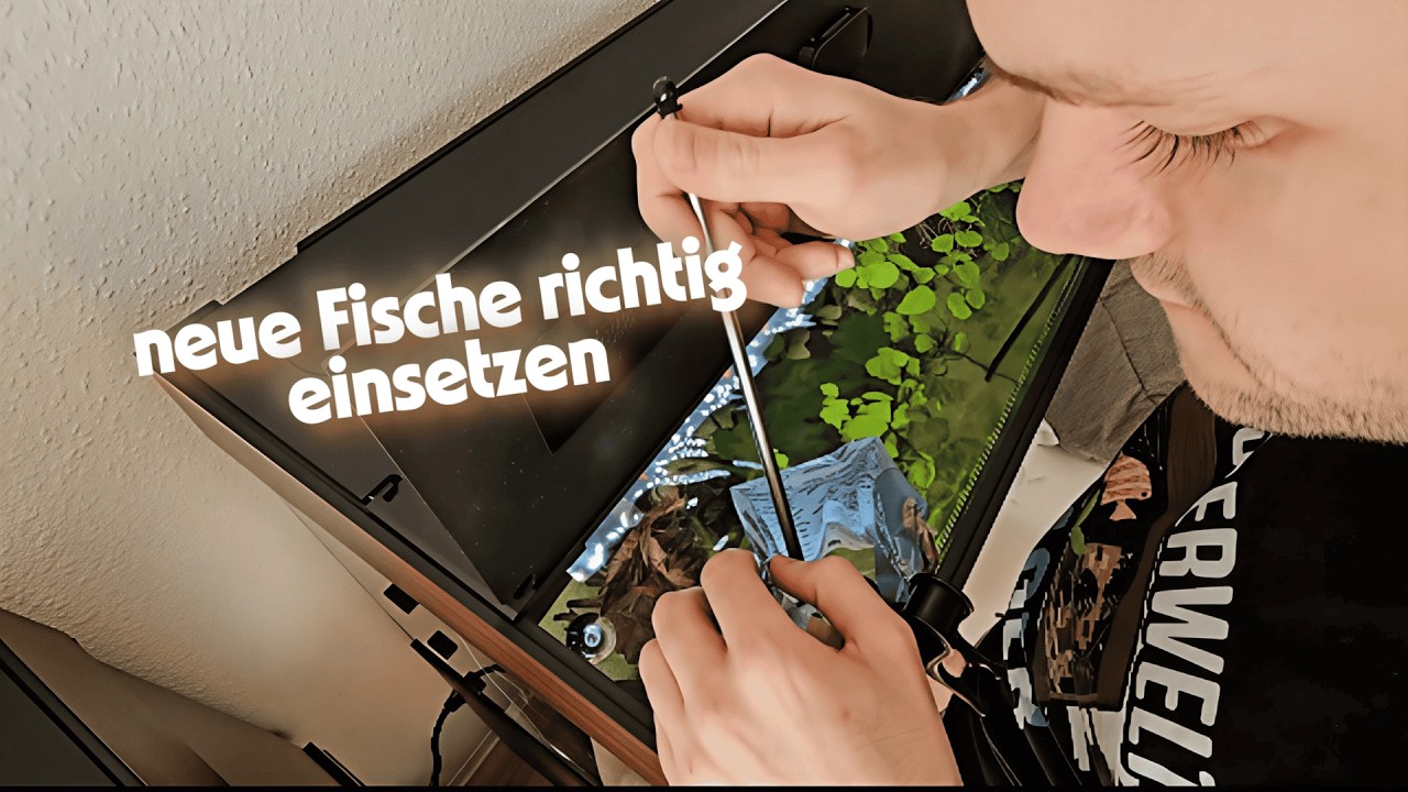 Die meisten machen DAS falsch 😳 Fische einsetzen