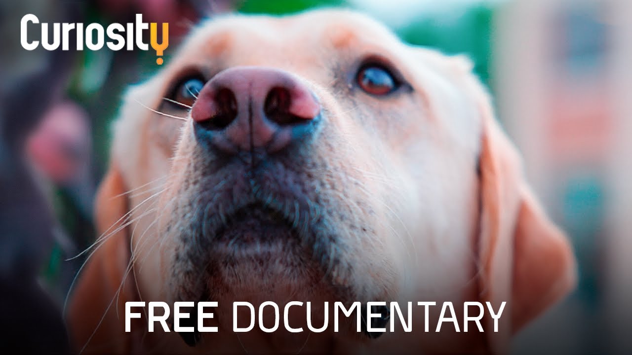 Can We Use The Secrets Of A Dog's Nose For Humans? | Breakthrough