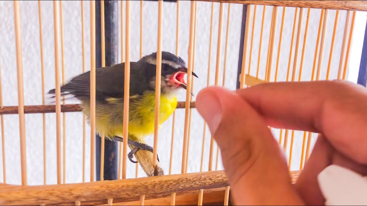 🔥 FILHOTE DE SIBITE 😱 como cuidar, ( Alimentação e Manejo) 🙌🏻