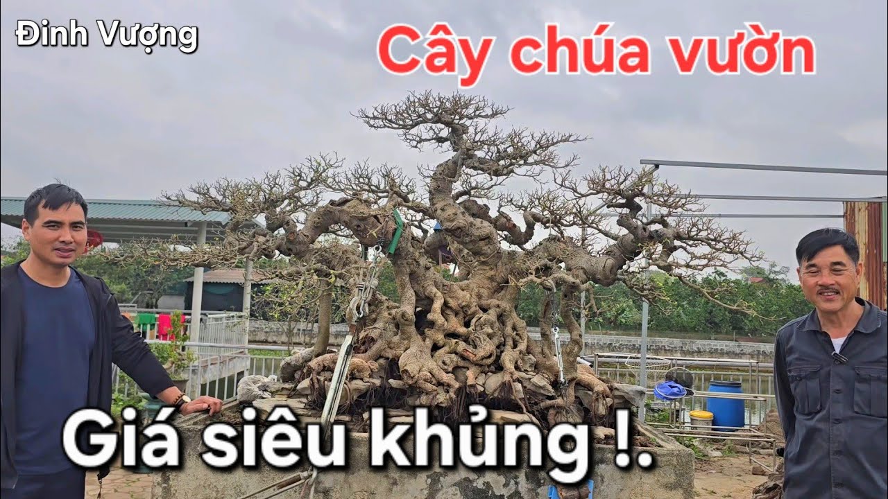 Vượt hơn 100km đến xem cây chúa vườn của anh Dũng có giá siêu khủng 