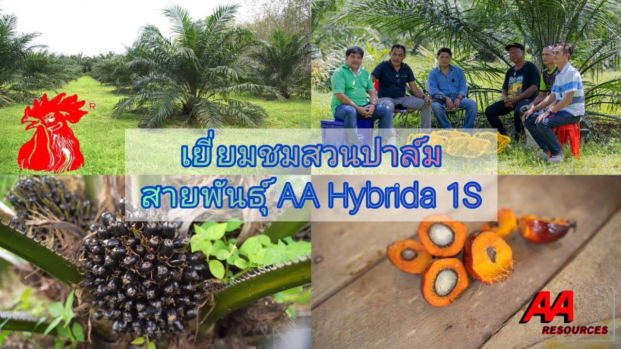 ปาล์มน้ำมันสายพันธุ์AA Hybrida 1s