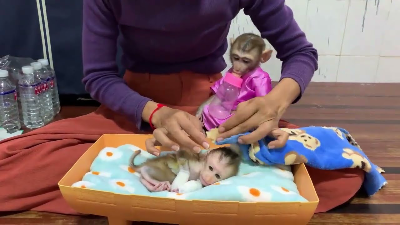 Sweet Baby Monkeys Feeding Time | Cute & Caring Monkey Family 🐒💖