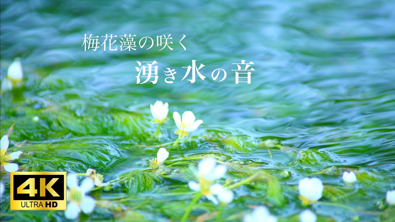 【梅花藻の湧き水】癒しの水音 ASMR｜3時間 4K 自然音 nature sounds