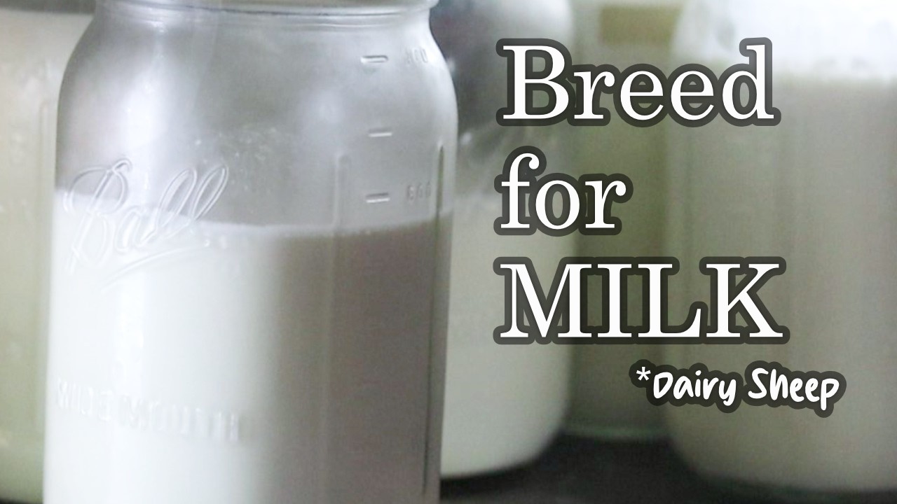 6 Steps to Increasing Milk Production 🥛🐑🧀 Dairy Sheep Raising